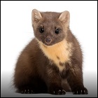 Mår